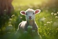 A young lamb on a white background - sheep