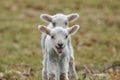 Young Lambs Royalty Free Stock Photo