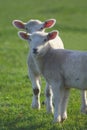 Young lambs on a farmland Royalty Free Stock Photo