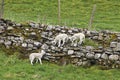 Young Lambs playing on a Dry Stone Wall Royalty Free Stock Photo