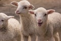 Young lambs. Royalty Free Stock Photo