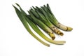 Young lanceolate leaves early spring plant Eremurus used in food Royalty Free Stock Photo