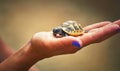 A young turtle cub in the palm of a girl is safe