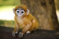 Young langur ape sitting Royalty Free Stock Photo