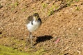 Juvenile Masked Lapwing in Victoria, Australia Royalty Free Stock Photo