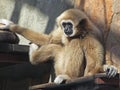 A young lar gibbon is sitting and holding with two hands and a foot