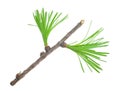 Young larch branch Royalty Free Stock Photo