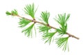 Young larch branch