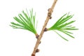 Young larch branch Royalty Free Stock Photo