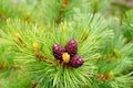 Young larch cone hiding in bright green needles