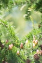 Young larch cone of larch tree