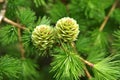 Young larch cones Royalty Free Stock Photo