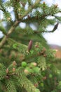 Young larch cones growing on thin twigs. small cones of European larch growing on branches with green leaves. New cones Royalty Free Stock Photo