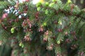 Young larch cones growing on thin twigs. small cones of European larch growing on branches with green leaves. New cones Royalty Free Stock Photo