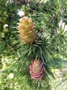 Young larch cones in mid-summer