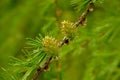 Young larch cones