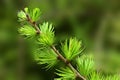 Young larch needles, green branch, close-up view on natural background Royalty Free Stock Photo