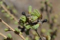 Young larch needles Royalty Free Stock Photo