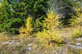 Young larch trees with yellow colors