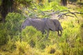 Young large elephant eating grass in Serengeti Royalty Free Stock Photo