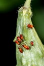 Young Large Milkweed Bugs