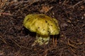 Young large mushroom Tricholoma equestre in pine forest closeup. Royalty Free Stock Photo