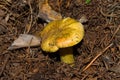 Young large mushroom Tricholoma equestre in pine forest closeup.