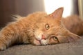 A young large red marble Maine coon cat lies on a gray background