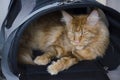 Large red marble Maine coon cat lies in a pet carrier bag Royalty Free Stock Photo