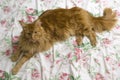 Young large red marble Maine coon cat lies on a white blanket with flowers. Red fluffy cat