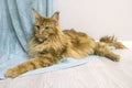 Young large red marble Maine coon cat majestically lies on draped fabric on the floor Royalty Free Stock Photo