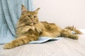 Young large red marble Maine coon cat majestically lies on draped fabric on the floor Royalty Free Stock Photo