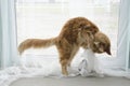 Young large red marble Maine coon cat playing with a toy