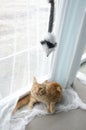 Young large red marble Maine coon cat playing with a toy Royalty Free Stock Photo