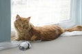 Young large red marble Maine coon cat playing with a toy Royalty Free Stock Photo