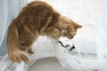 Young large red marble Maine coon cat playing with a toy Royalty Free Stock Photo