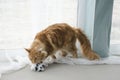 Young large red marble Maine coon cat playing with a toy Royalty Free Stock Photo