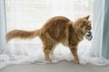 Young large red marble Maine coon cat playing with a toy Royalty Free Stock Photo