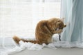 Young large red marble Maine coon cat playing with a toy Royalty Free Stock Photo