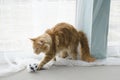 Young large red marble Maine coon cat playing with a toy Royalty Free Stock Photo