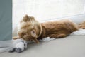 Young large red marble Maine coon cat playing with a toy