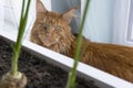 Young large red marble Maine coon cat sits by the window behind a box with a home garden and looks out