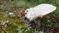 Young Large Wild Edible Mushrooms