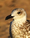 Young Larus argentatus, herring gull, gaviota argentea Royalty Free Stock Photo