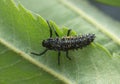 Young larva of eyed ladybug, Anatis ocellata on leaf