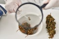 Young latin man scientist looking cannabis herb with loupe at laboratory