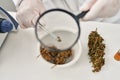 Young latin man scientist looking cannabis herb with loupe at laboratory