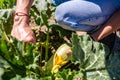 Young woman picking vegetables from the garden