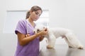 Doctor Cleaning Dog Ear In Clinic For Veterinarian Profession Royalty Free Stock Photo