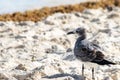 Young Laughing Gull Leucophaeus Atricilla on a beach Royalty Free Stock Photo